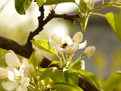 2020-05-19_1851-179-apple-tree-flower_th.jpg