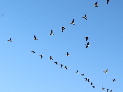 2020-11-08_1628-c20-canada-geese_prt.jpg