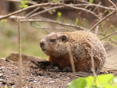 2021-04-18_1332-873-groundhog_prt.jpg