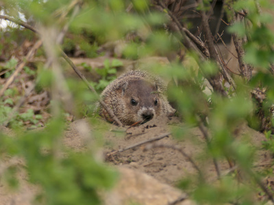 2021-04-24_1607-010-groundhog_prt.jpg