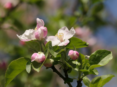 2021-05-09_1215-575-apple-flower_prt.jpg