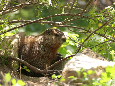 2021-05-13_1310-002-groundhog_prt.jpg