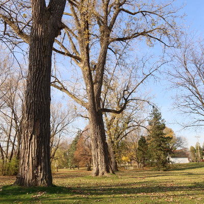 2020-11-08_1110-c65-cottonwoods-dowker_sq.jpg