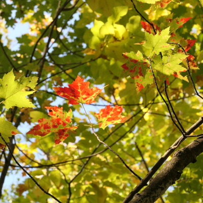 2020-10-04_1202-279-morgan-arboretum-walk_sq.jpg