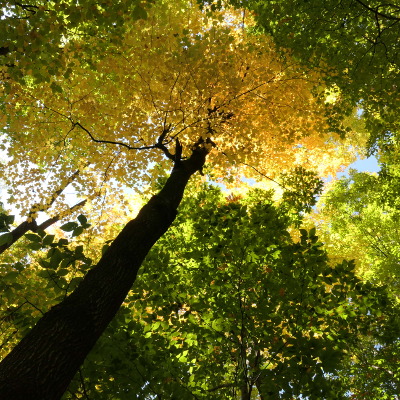 2020-10-04_1217-324-morgan-arboretum-walk_sq.jpg