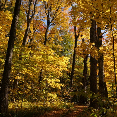 2020-10-17_1303-583-morgan-arboretum_sq.jpg